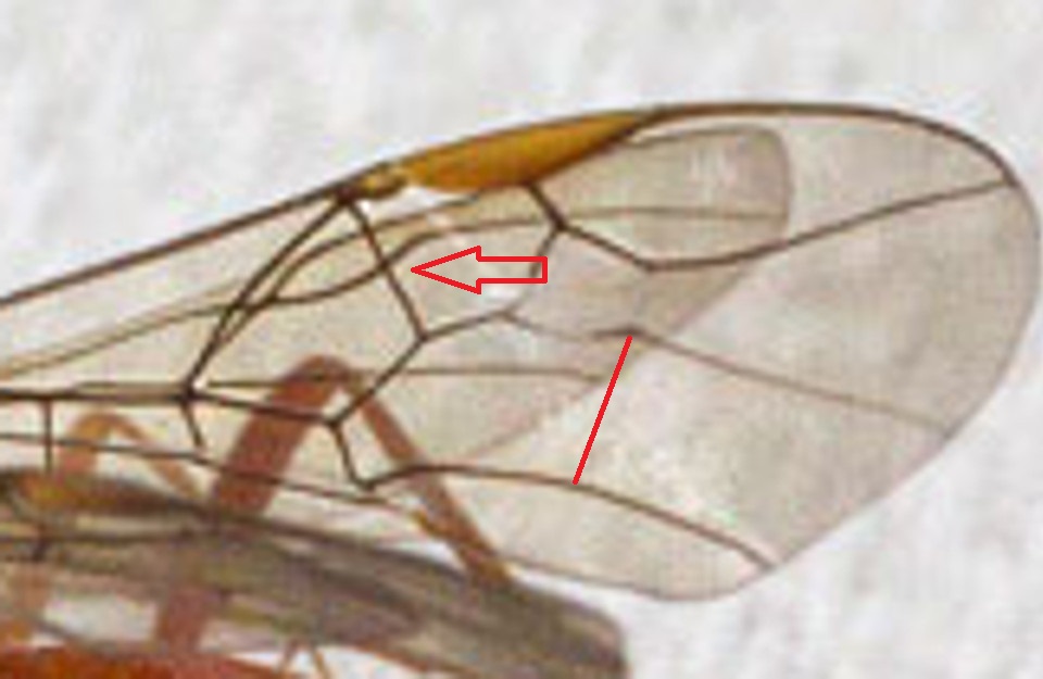 Ichneumonidae (no. Braconidae) attirato dalla lampada