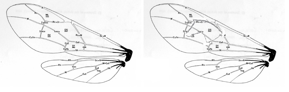 Ichneumonidae (no. Braconidae) attirato dalla lampada