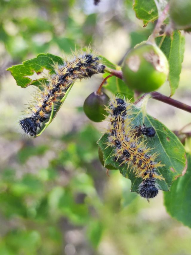 Bruchi su foglie di Celtis tournefortii aetnensis: Nymphalis polychloros - Nymphalidae