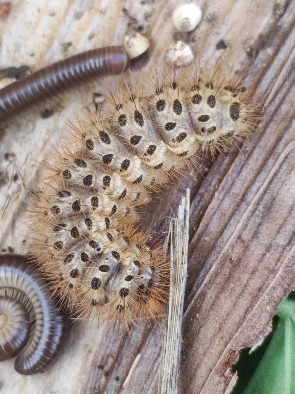 Bruco: Cymbalophora pudica - Erebidae