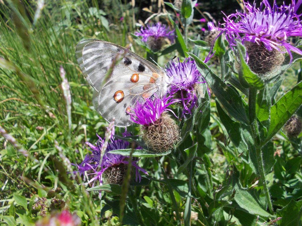 Parnassius apollo