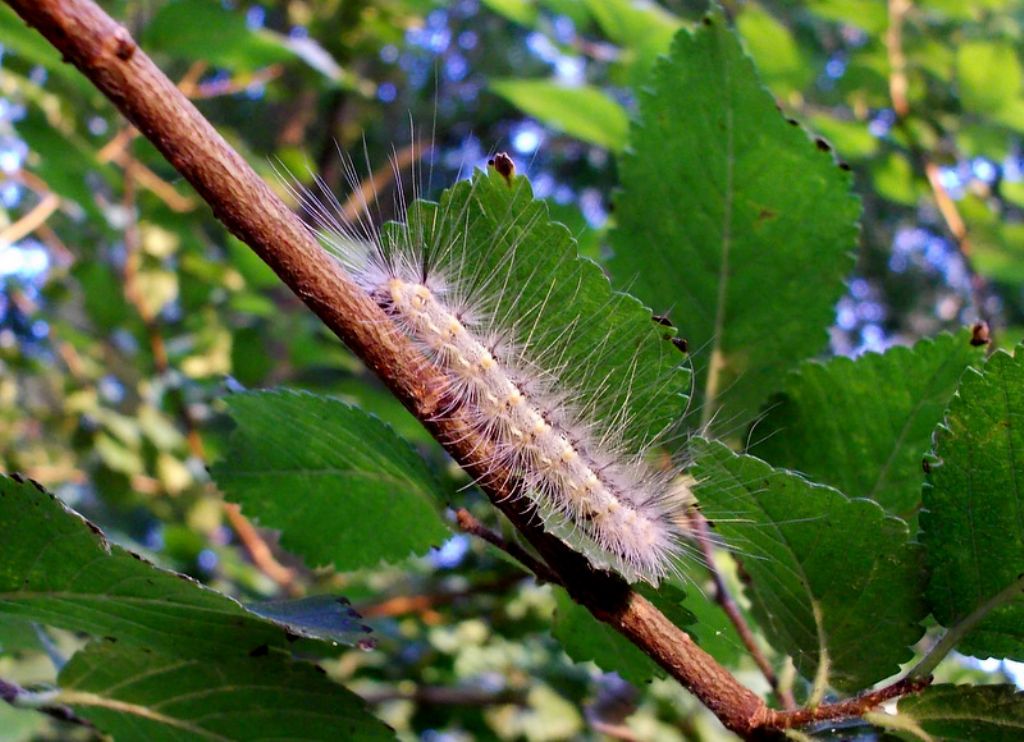 identificazione bruco - Hyphantria cunea