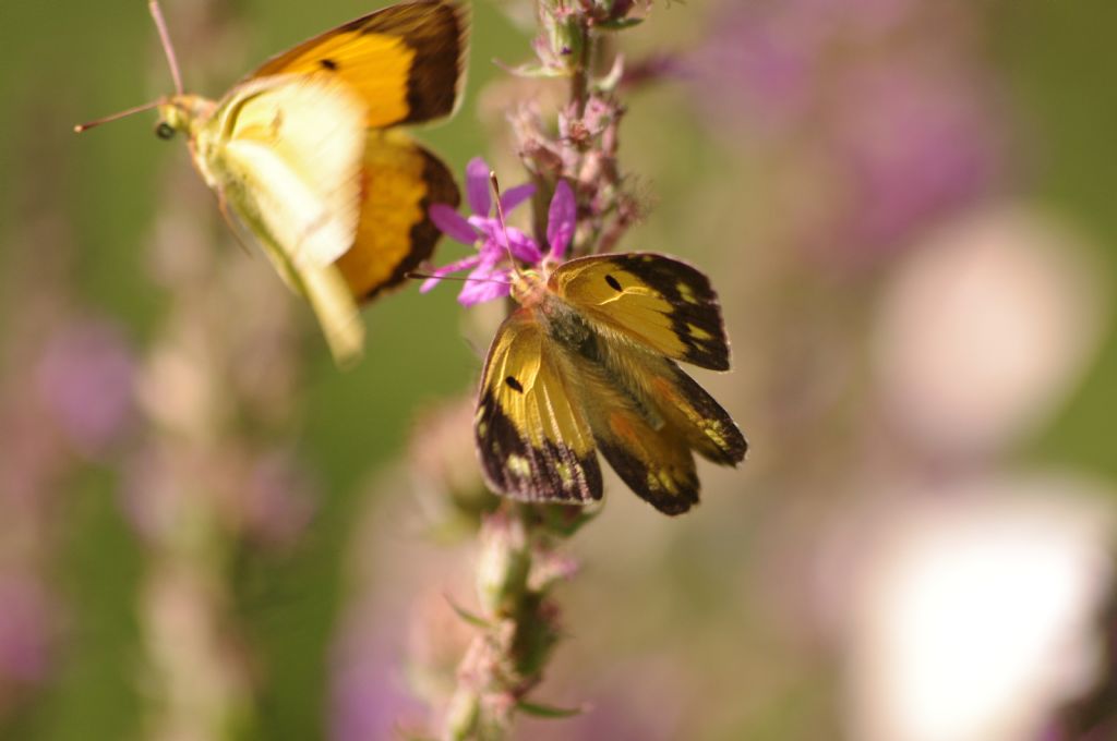 Coppia di Colias: Colias crocea