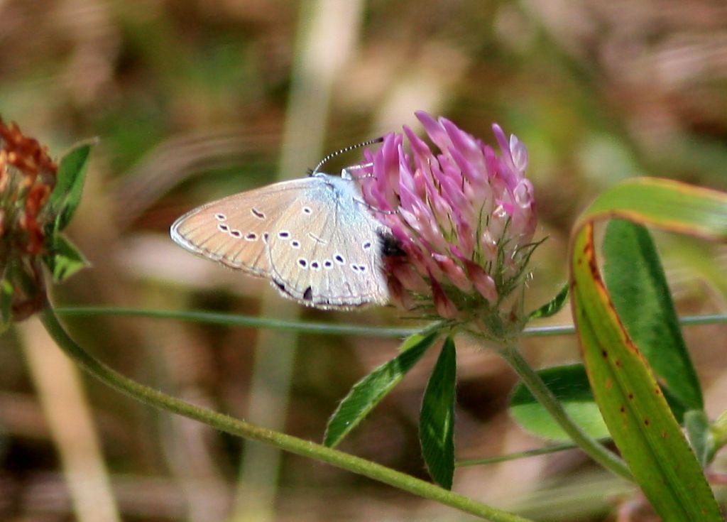 Licenide da determinare - Cyaniris semiargus