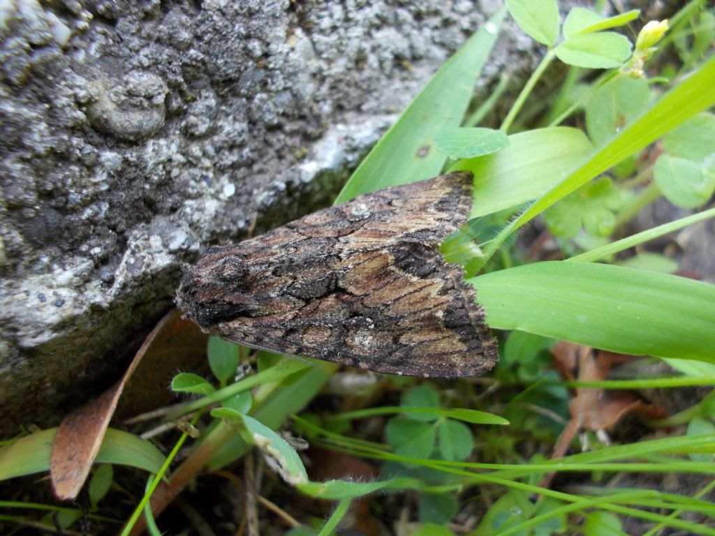 Catocala - No, Mniotype solieri, Noctuidae