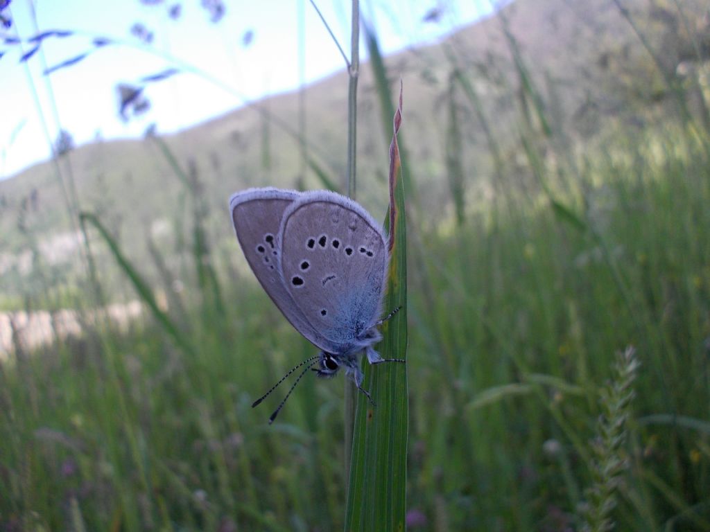 Licenide da identificare