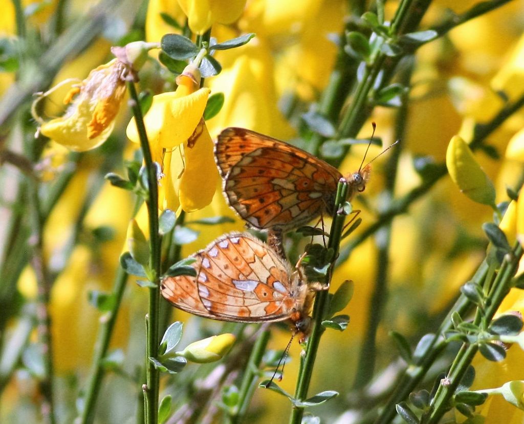 Accoppiamento di ninfalidi - Boloria (Clossiana) euphrosyne