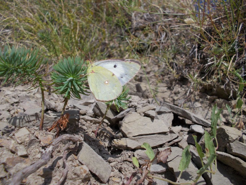 Colias crocea f. helice, Pieridae