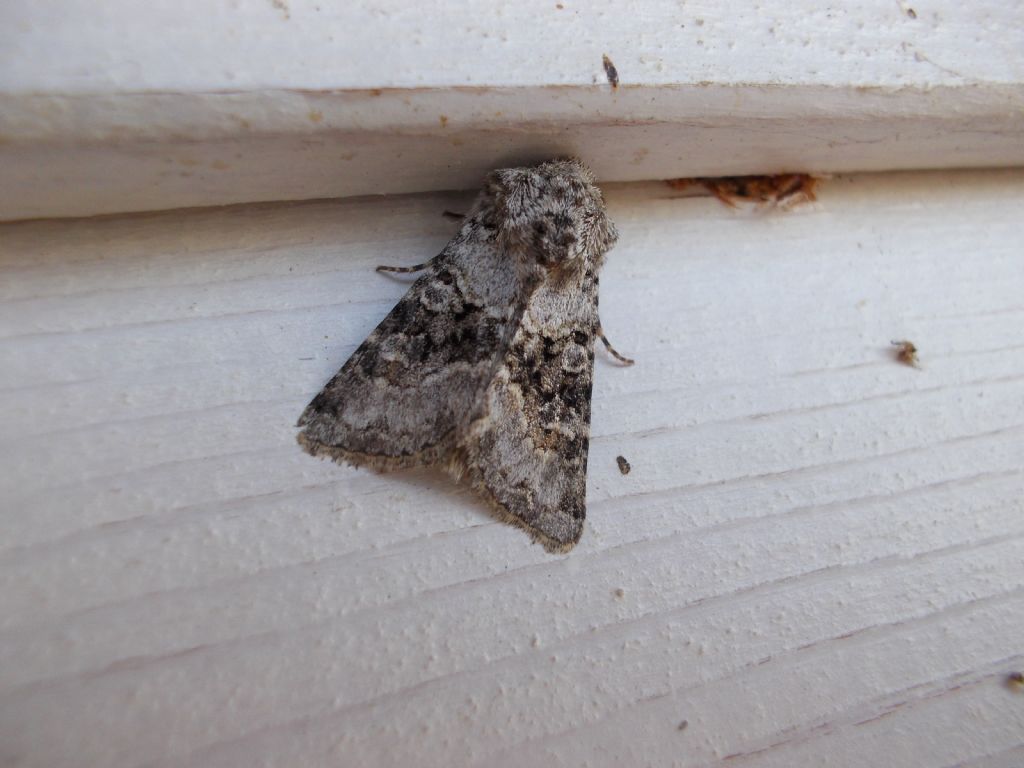 Hadena (Anepia) perplexa, Noctuidae