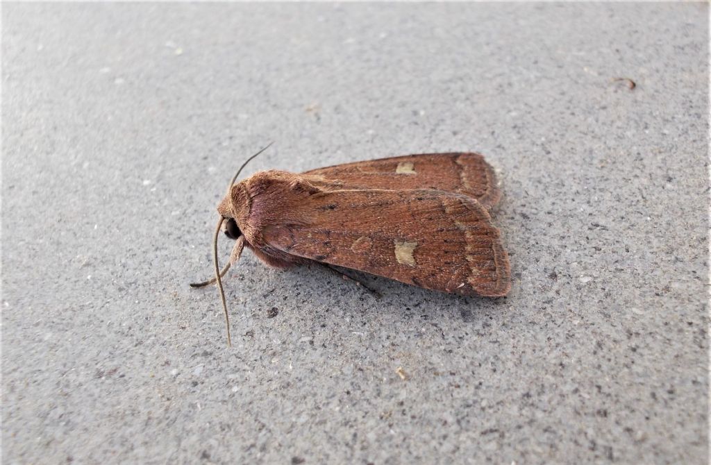 Xestia da confermare - Xestia xanthographa, Noctuidae