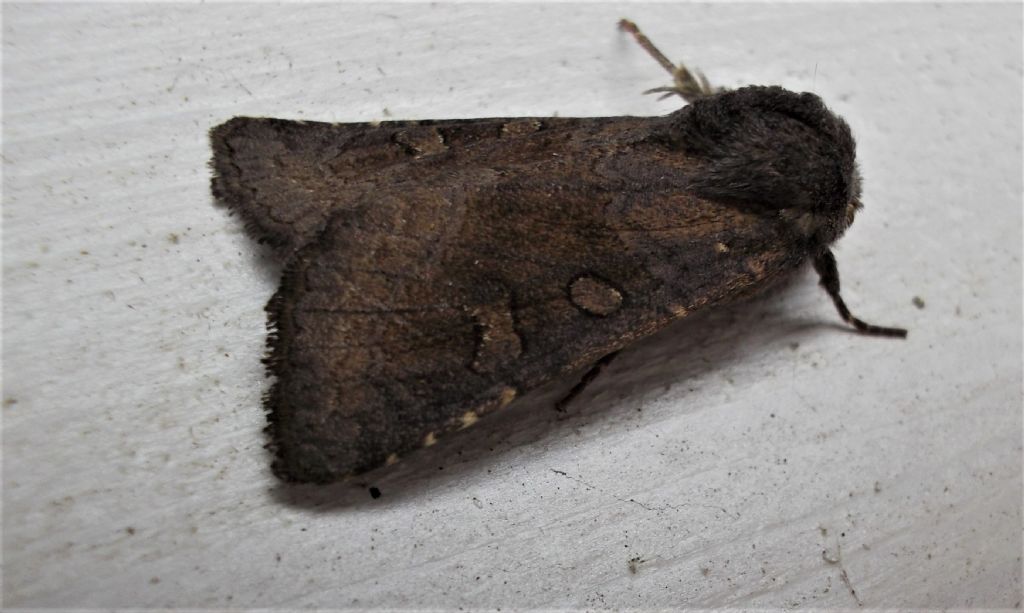 Xestia da confermare - Xestia xanthographa, Noctuidae