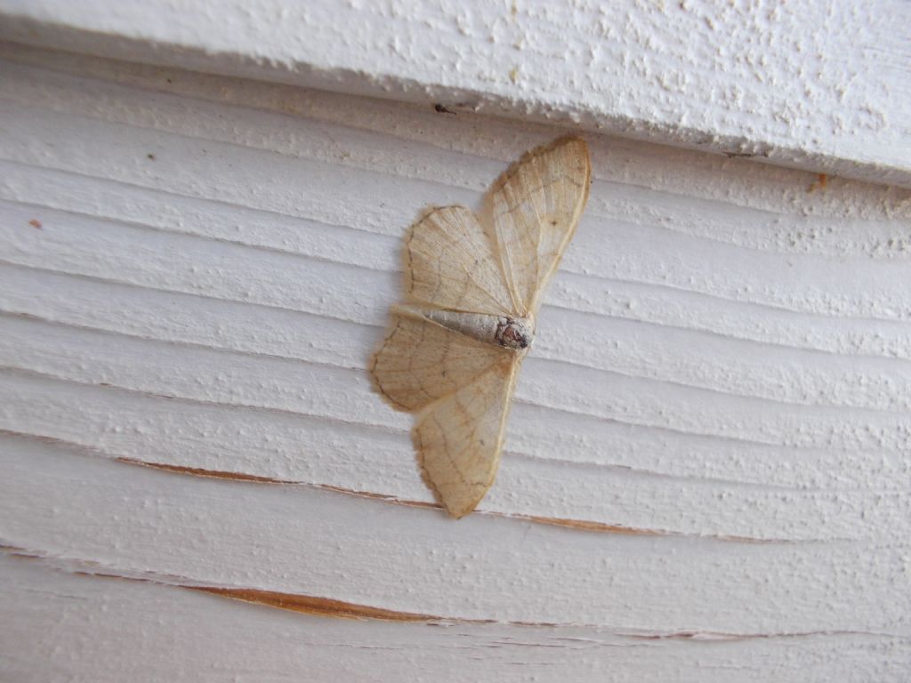 Idaea aversata f. remutata, Geometridae