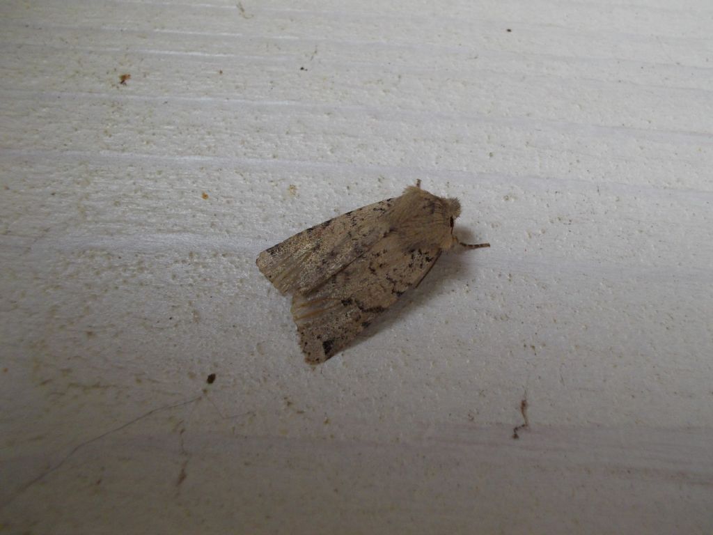 Mythimna? No, Agrochola ruticilla, Noctuidae