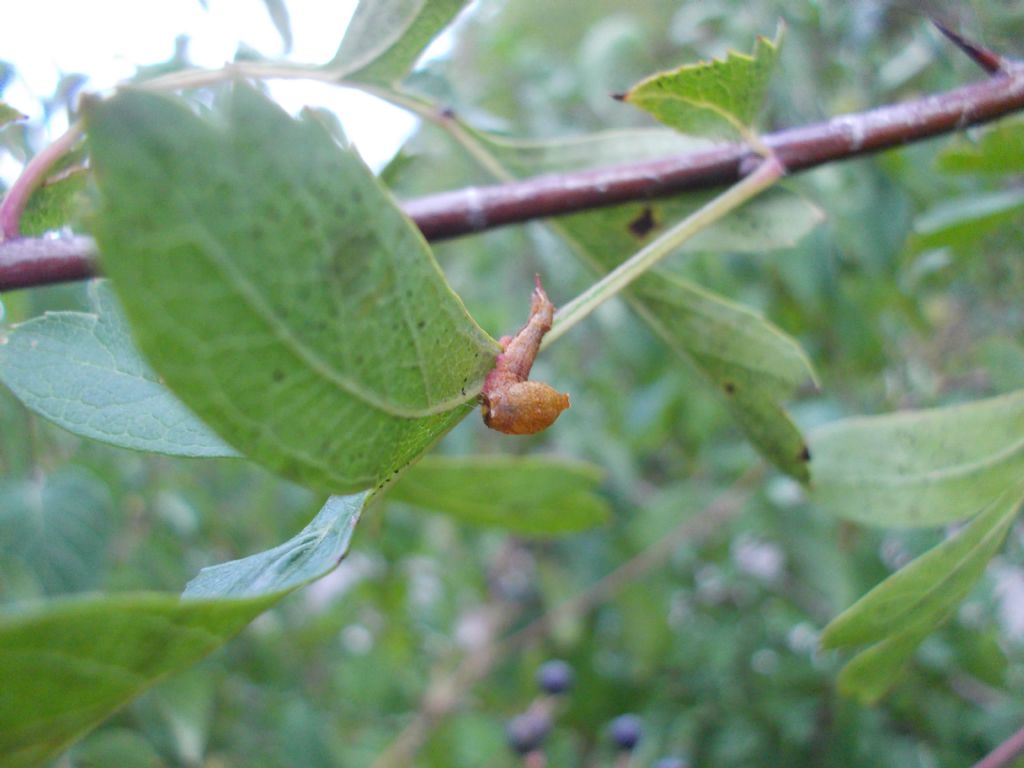 Bruco di Cerula vinula? No, Cilix sp., Drepanidae