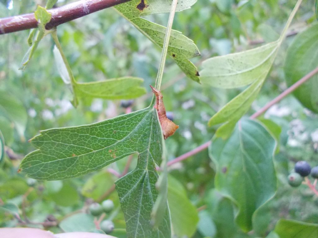 Bruco di Cerula vinula? No, Cilix sp., Drepanidae