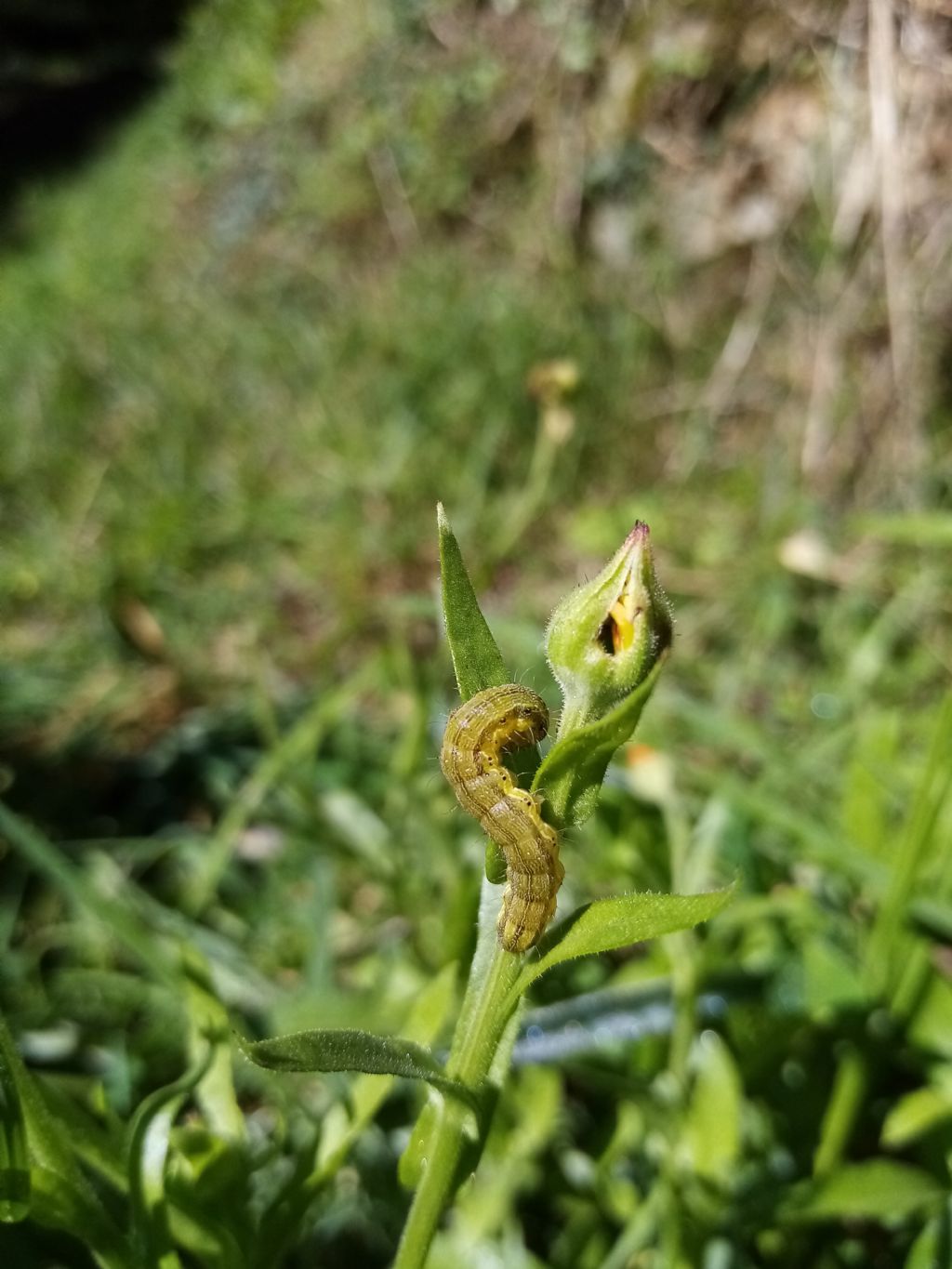 Calendula con bruco