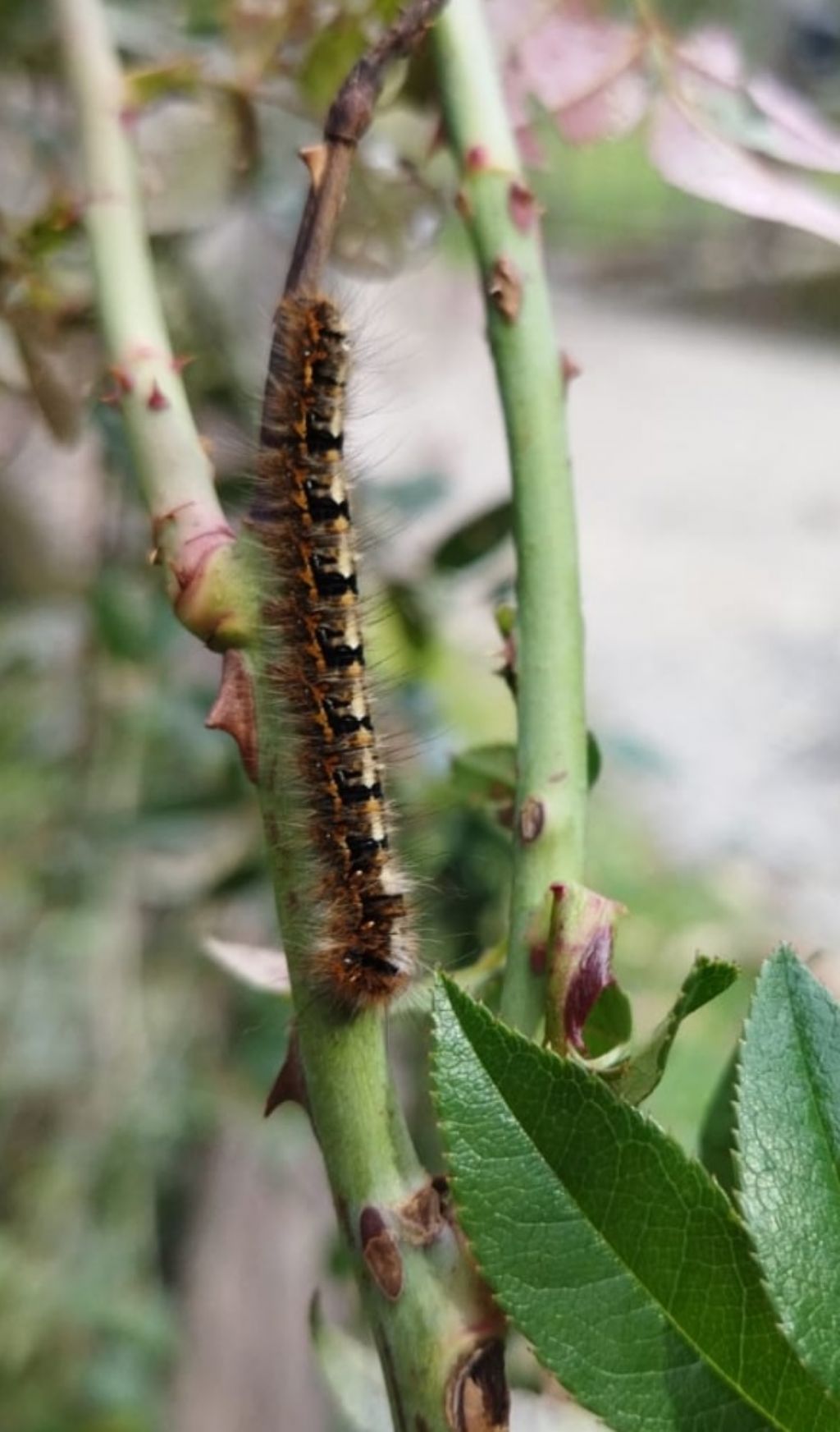 Bruco su rosa selvatica: Lasiocampa quercus (Lasiocampidae)