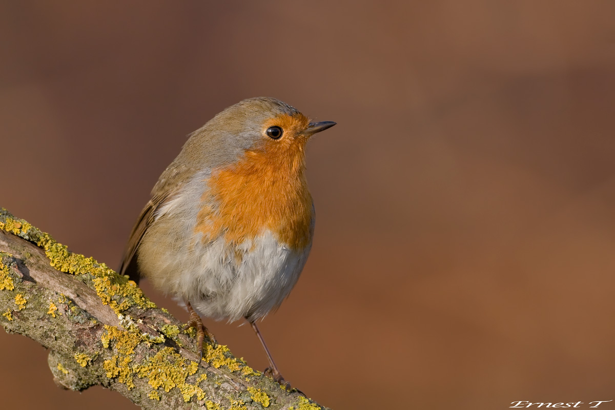 Robin