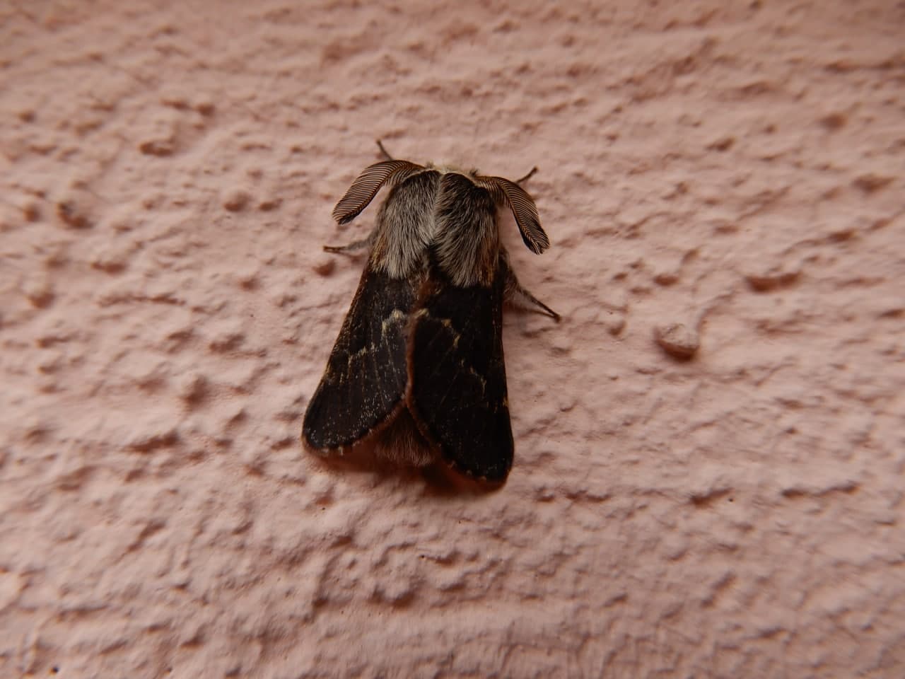 Poecilocampa populi, maschio - Lasiocampidae