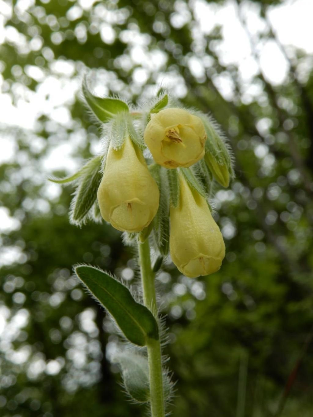 Onosma sp. (Boraginacee)