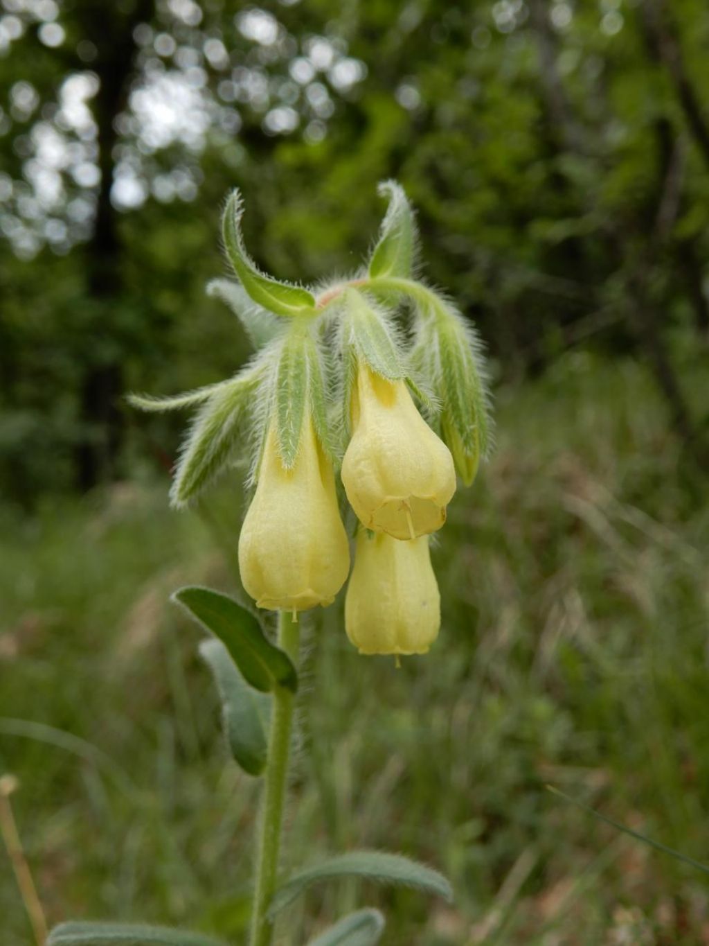 Onosma sp. (Boraginacee)