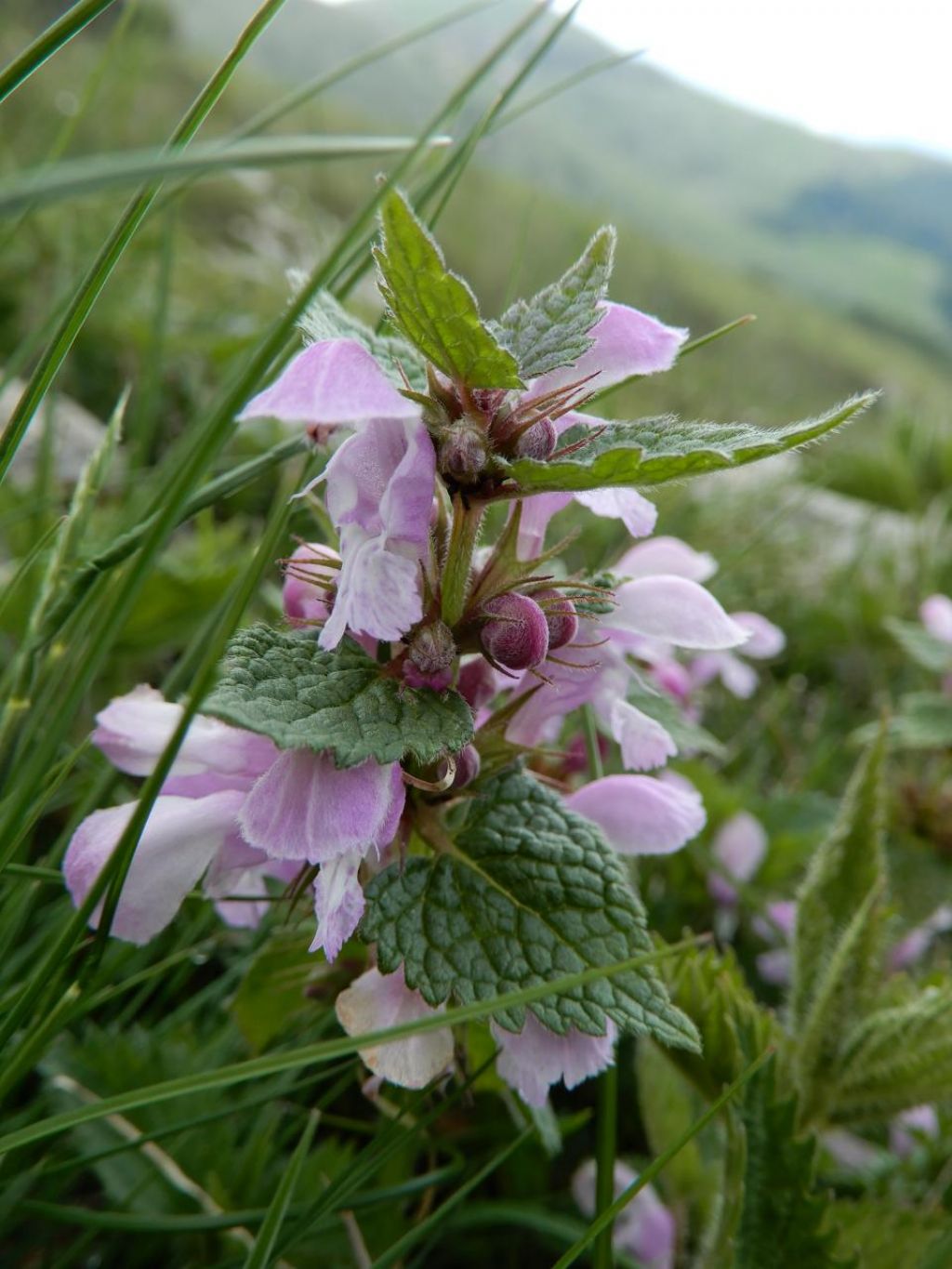 Lamium maculatum (Lamiaceae)