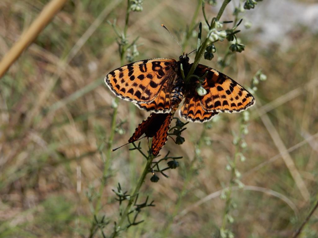 Melitaea didyma, in accopiamento - Nymphalidae