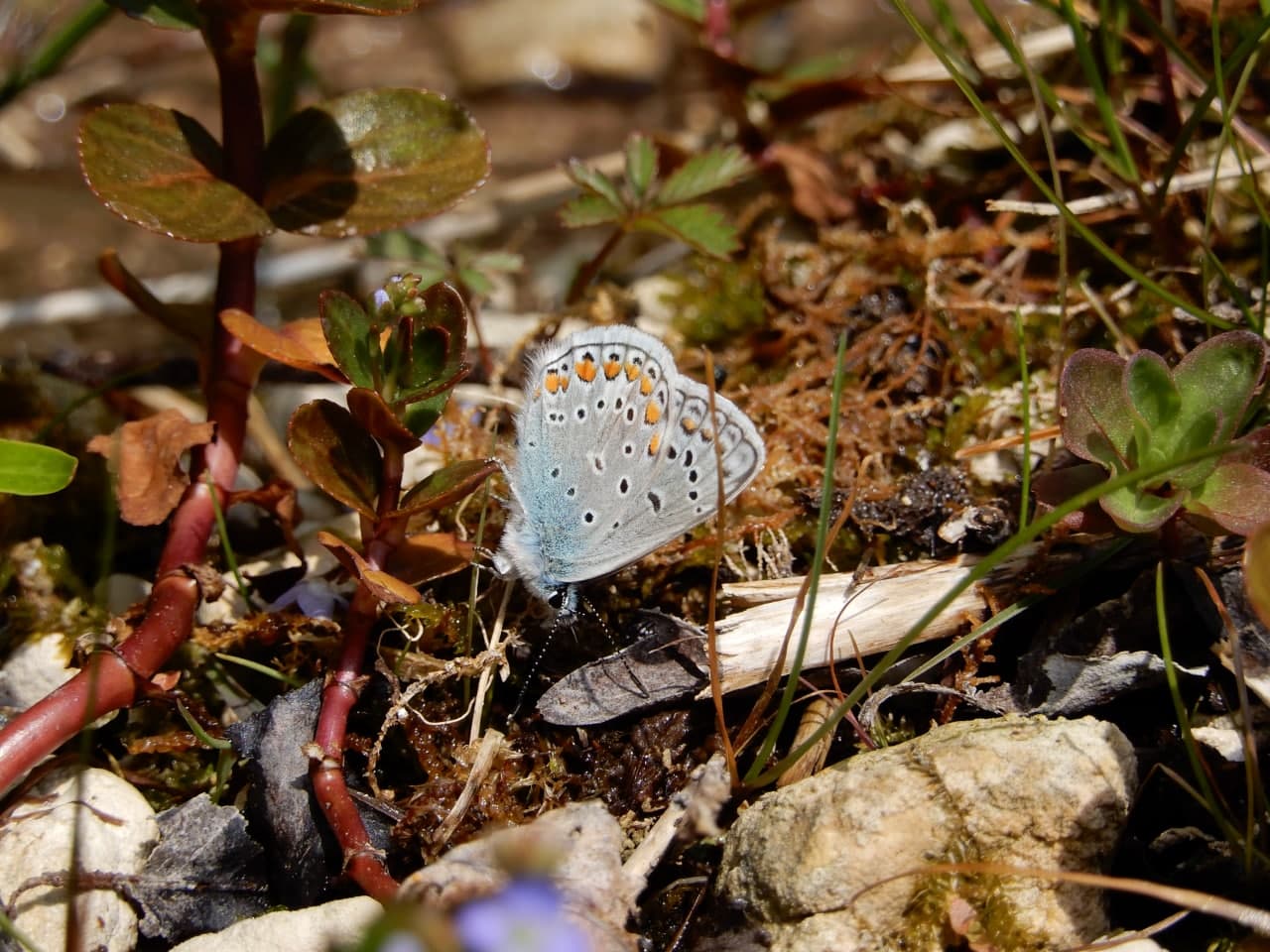 Polyommatus icarus - Lycaenidae