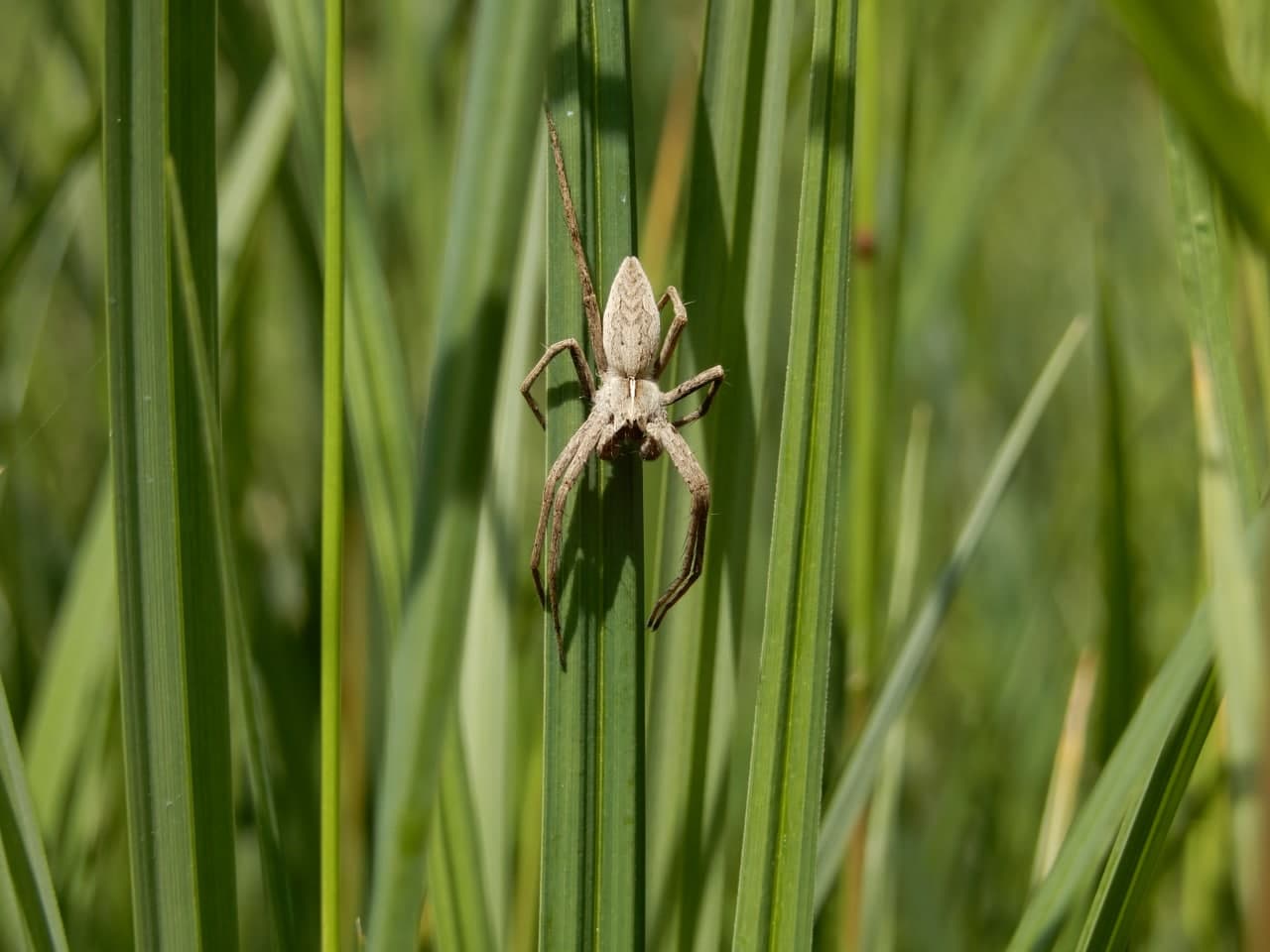 Pisaura mirabilis - prov. TN