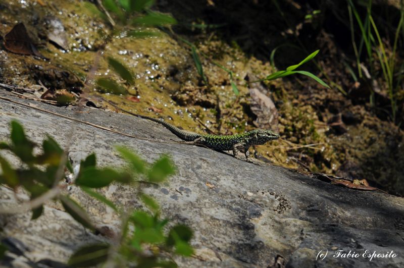 Podarcis muralis