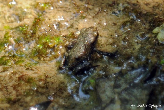 Che stadio ? Neometamorfosato di Bufo bufo