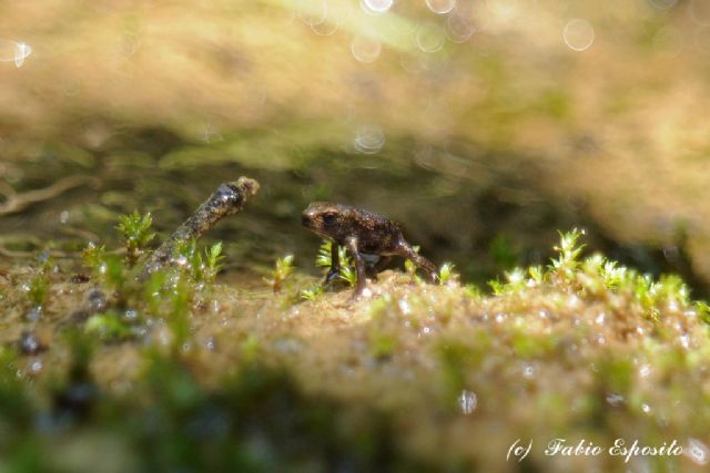 Che stadio ? Neometamorfosato di Bufo bufo