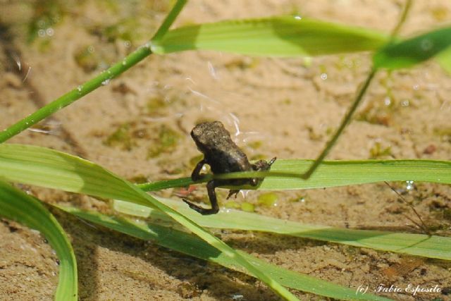 Che stadio ? Neometamorfosato di Bufo bufo