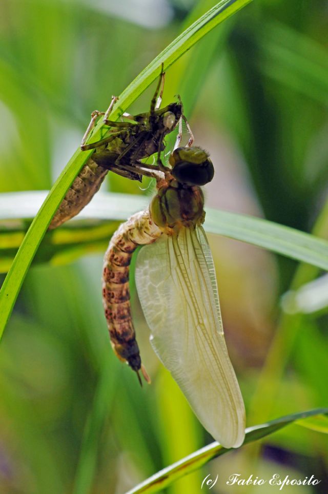 Aiuto per l''identificazione.