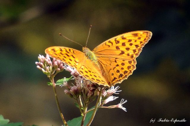 Conferma ID. - Argynnis paphia