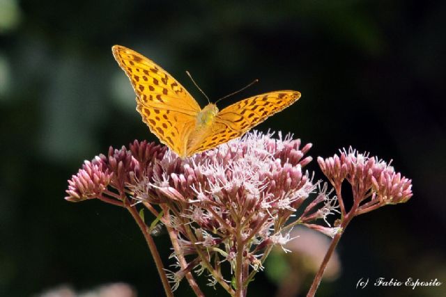 Conferma ID. - Argynnis paphia