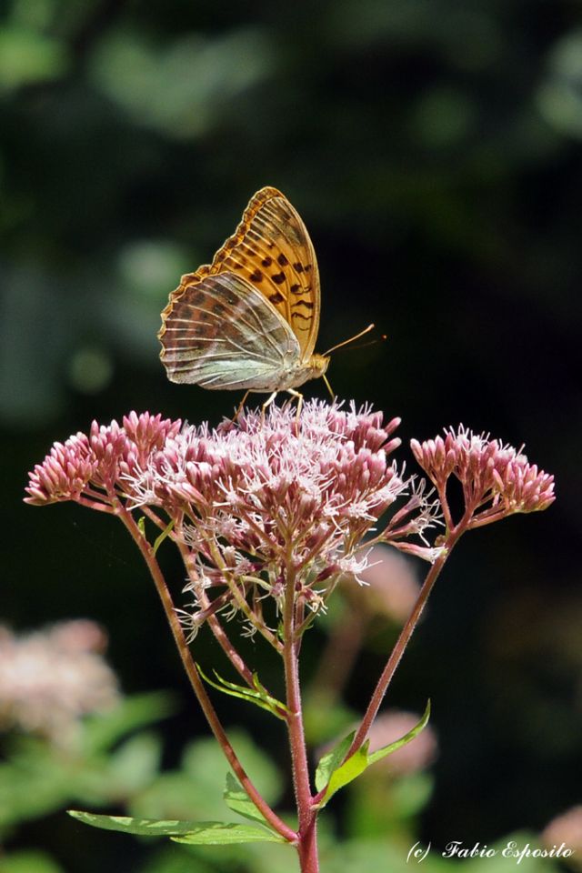 Conferma ID. - Argynnis paphia