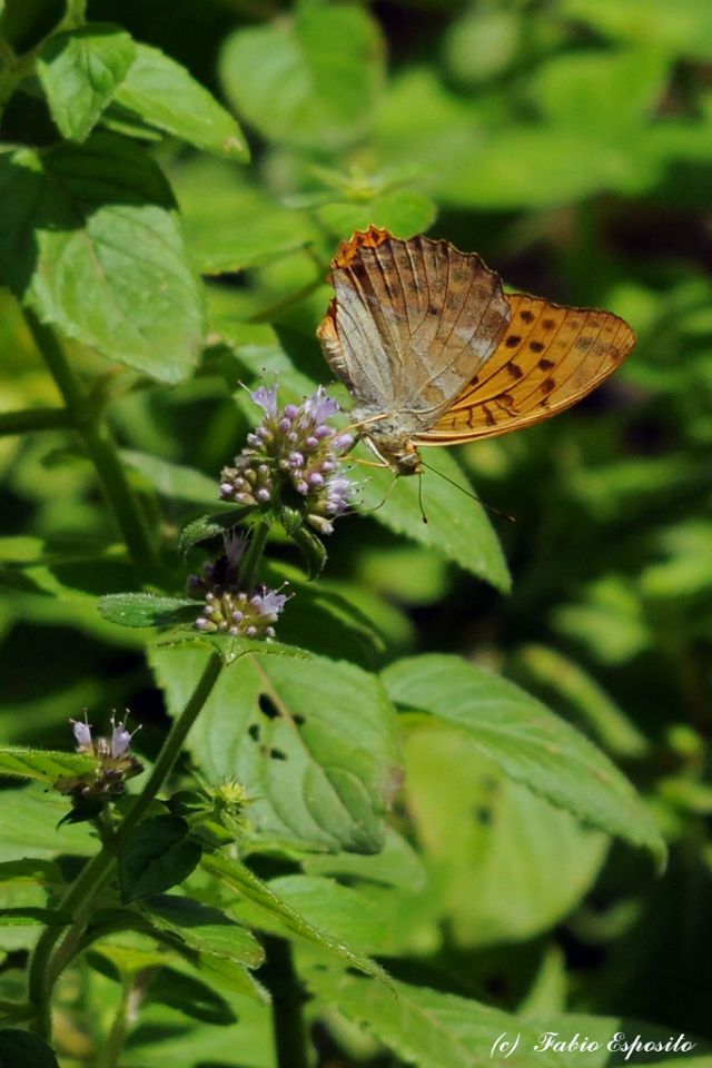 Conferma ID. - Argynnis paphia