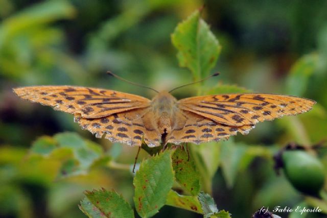 Conferma ID. - Argynnis paphia