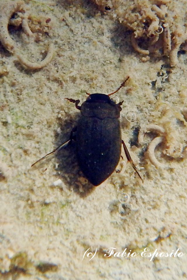 Dytiscidae:  Deronectes sp. (gr. moestus)