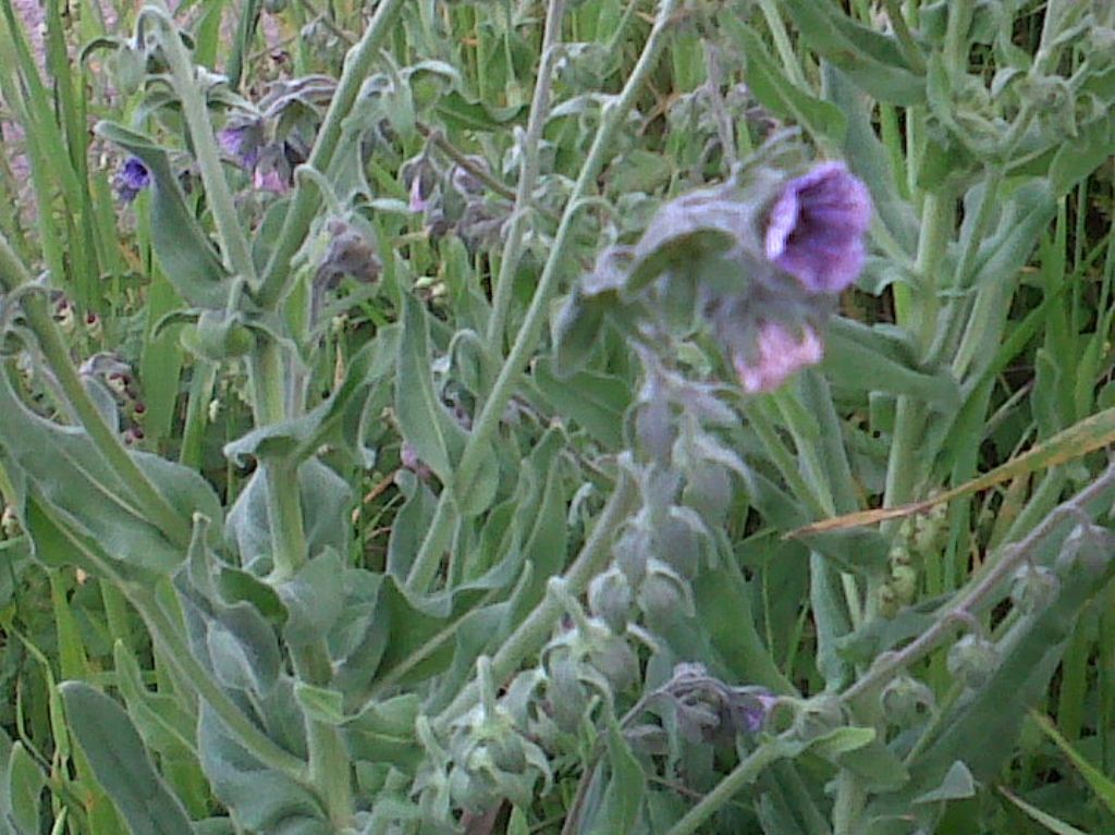 Cynoglossum creticum