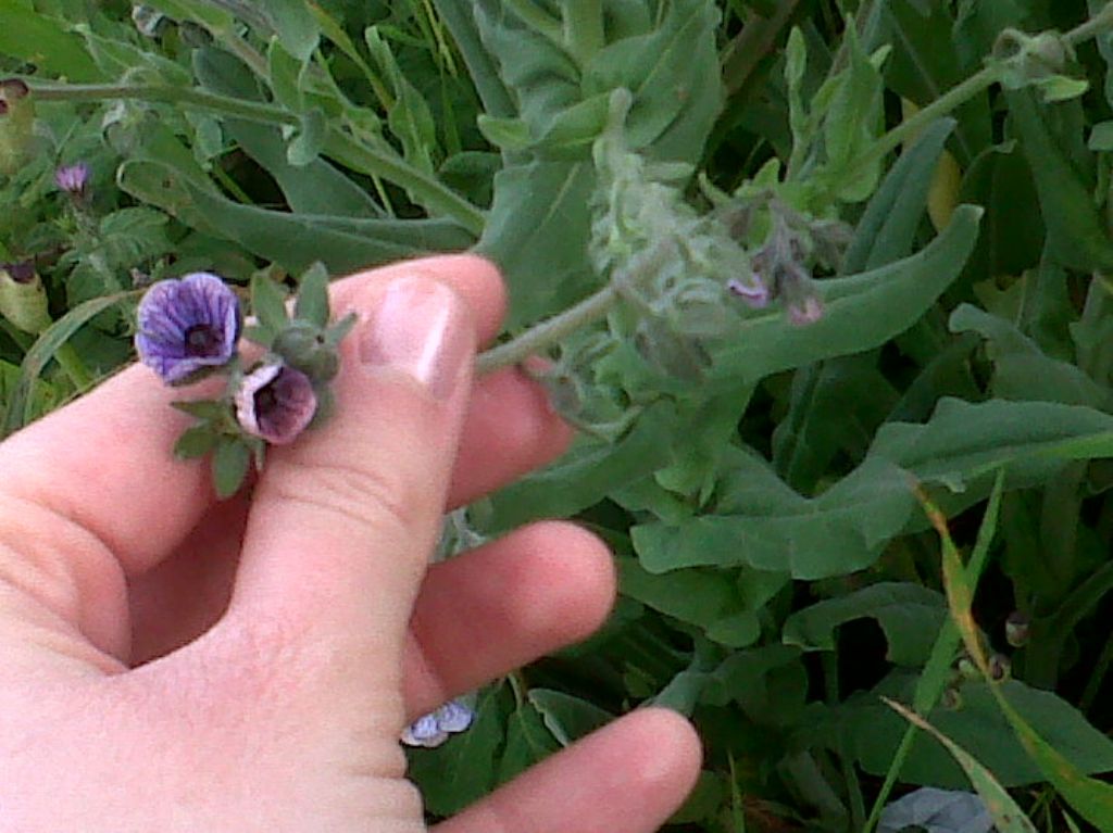 Cynoglossum creticum