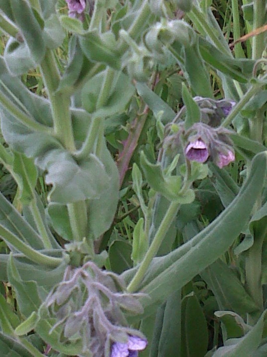 Cynoglossum creticum