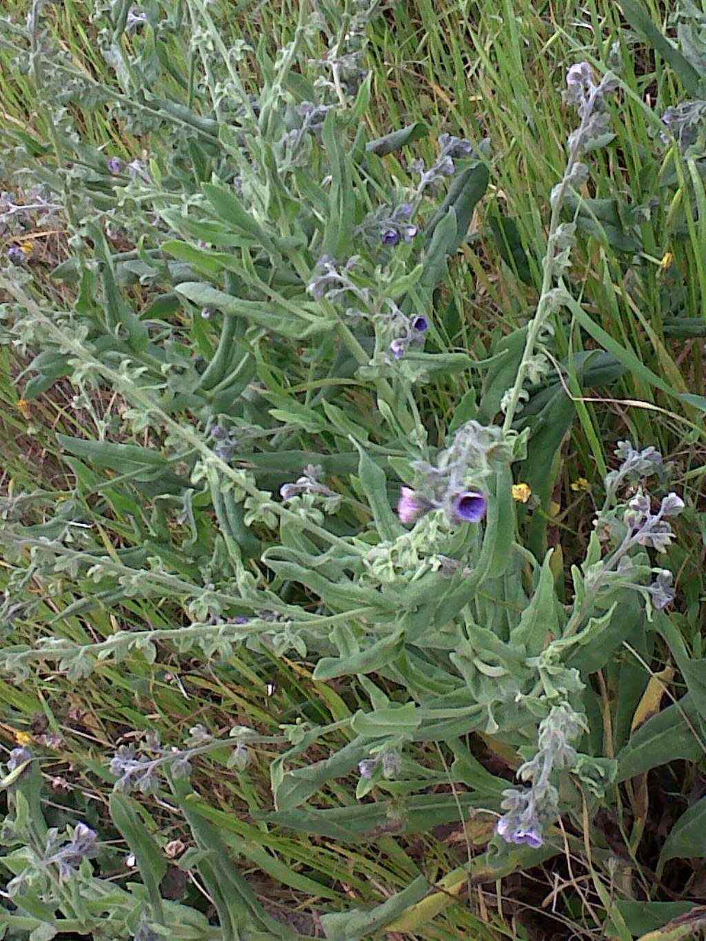 Cynoglossum creticum