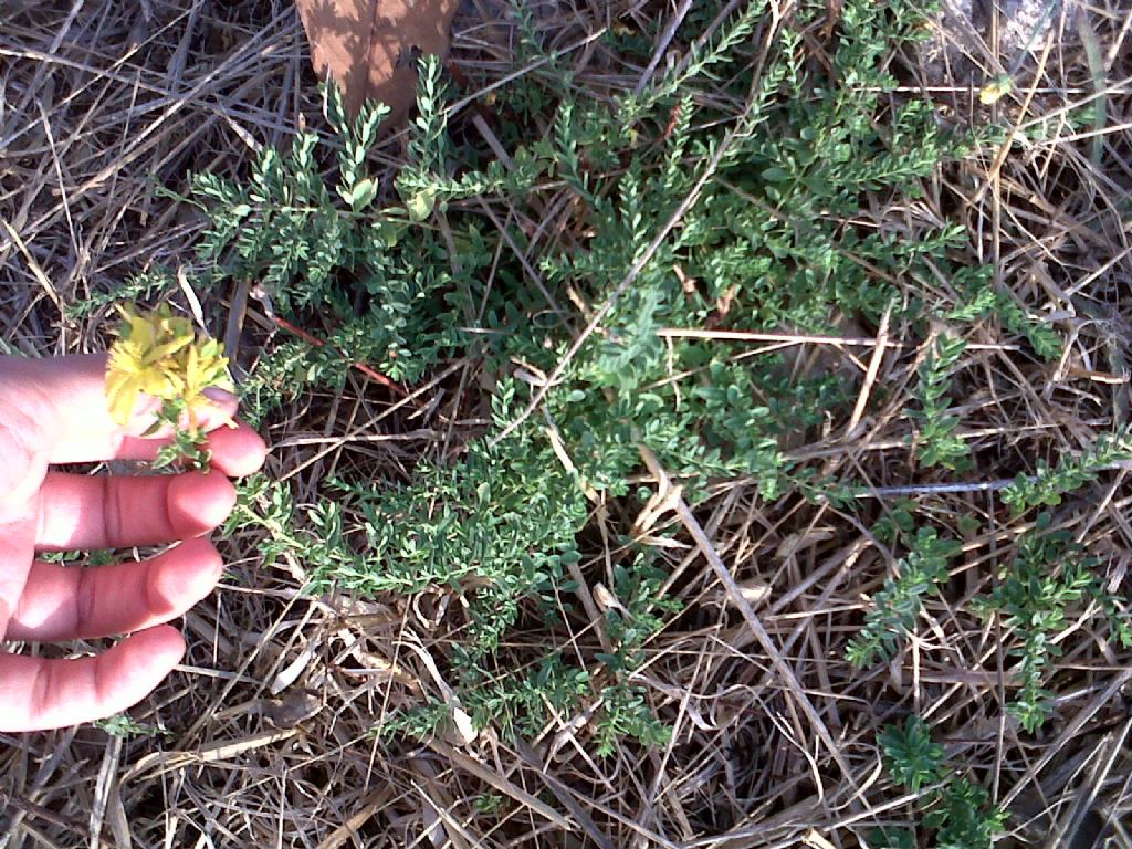 Hypericum sp.