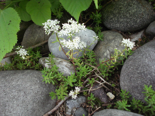 Sedum album