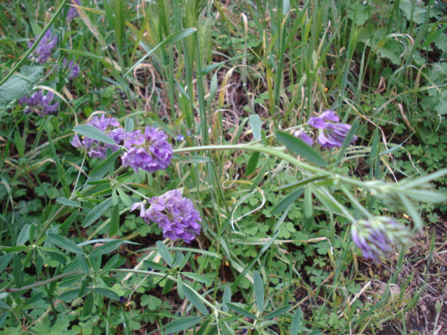 Trigonella caerulea? no, Medicago sativa