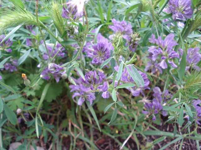 Trigonella caerulea? no, Medicago sativa