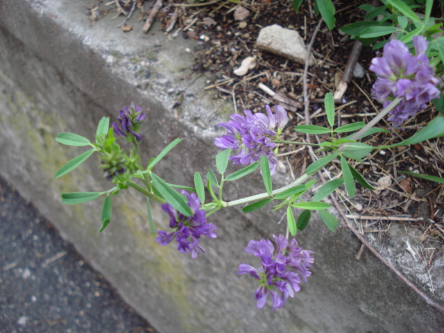 Trigonella caerulea? no, Medicago sativa