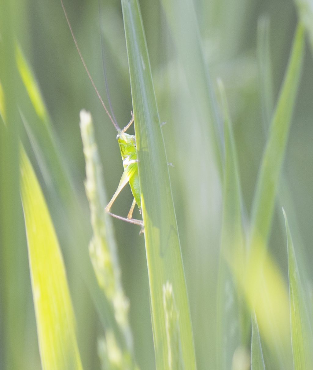 identificazione ortottero:  fam.  Conocephalidae